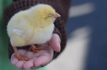 ふれあい移動動物園